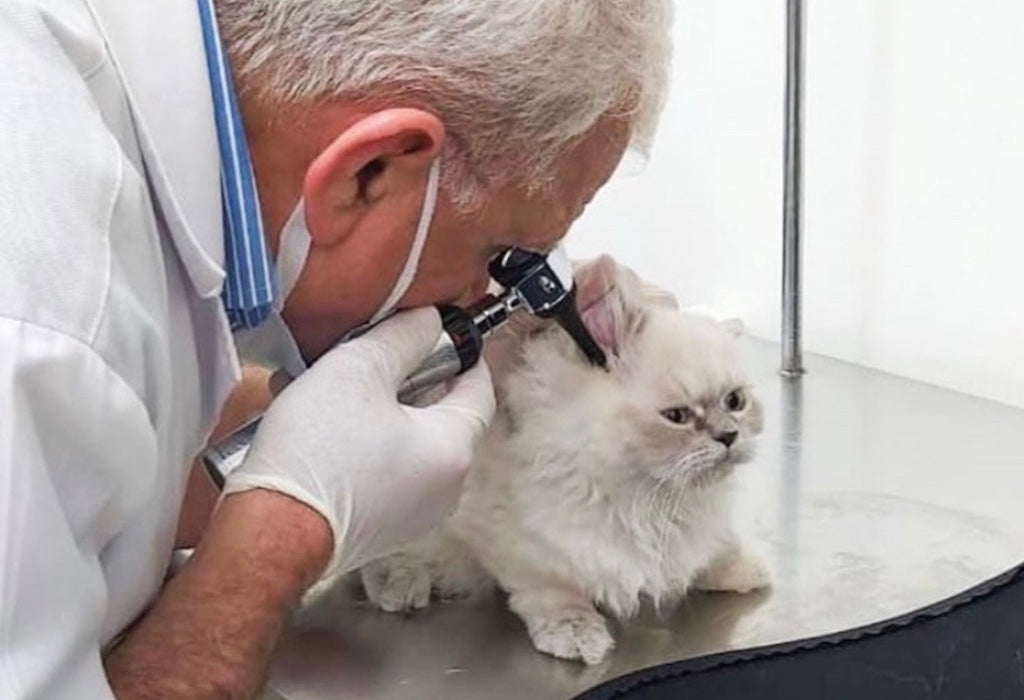 Al Hayat Veterinary Clinic