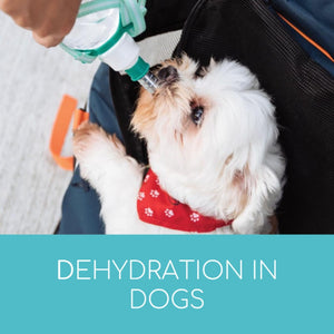 Dehydration in Dogs