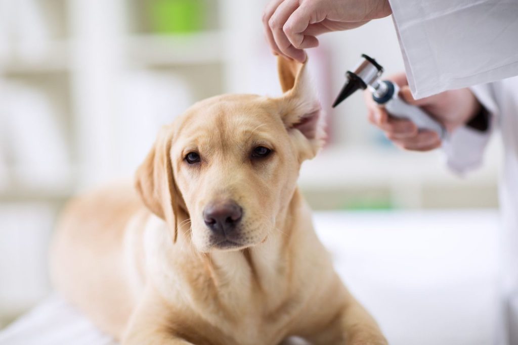 Vets Fur Pets Veterinary Clinic